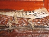 img_4281-custom